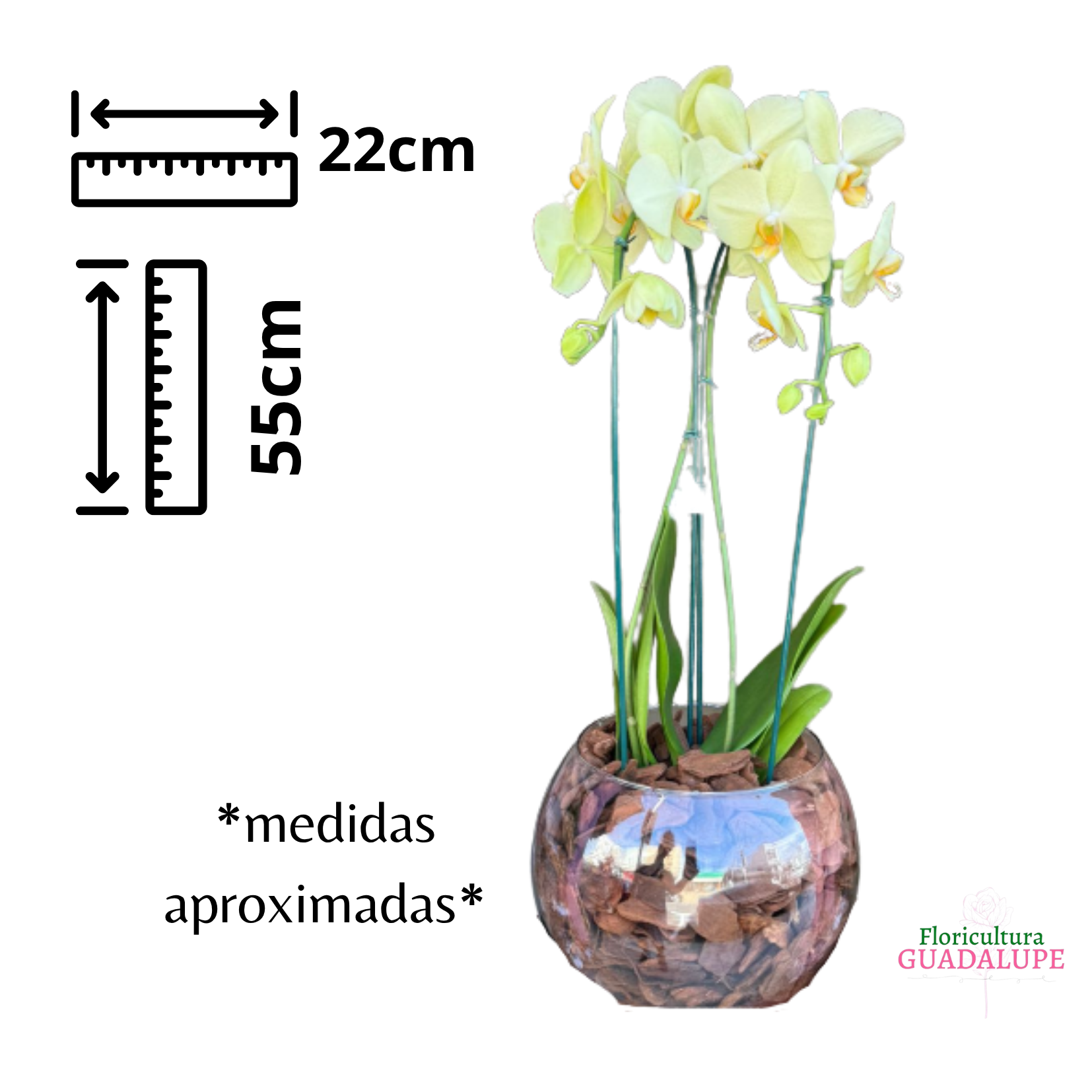 Orqu�dea Vaso Aqu�rio
