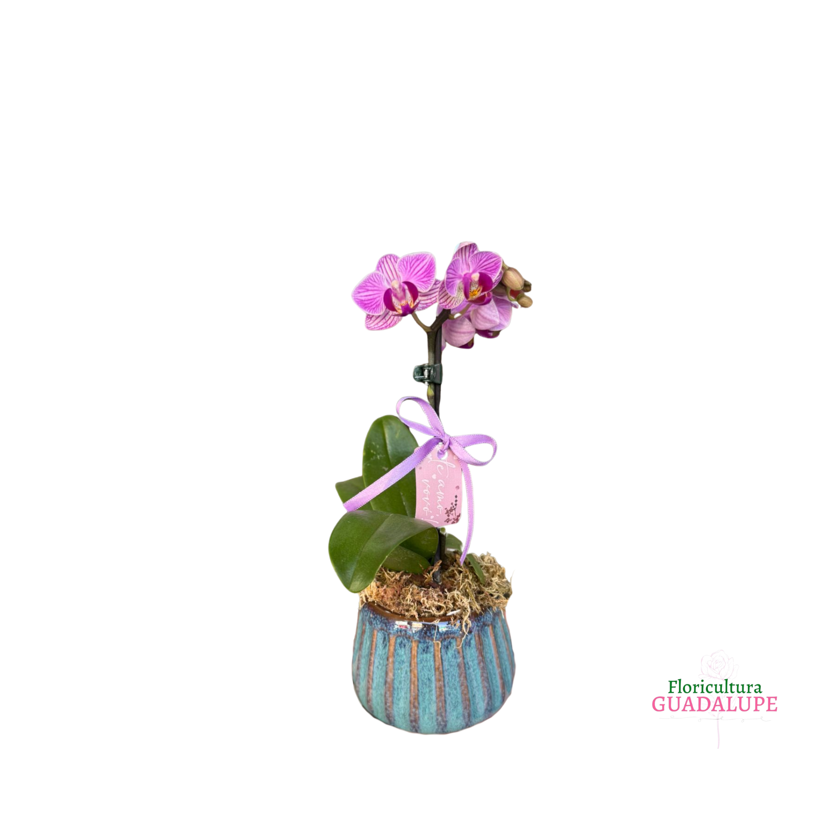Micro Orqudea - Vaso de Cermica