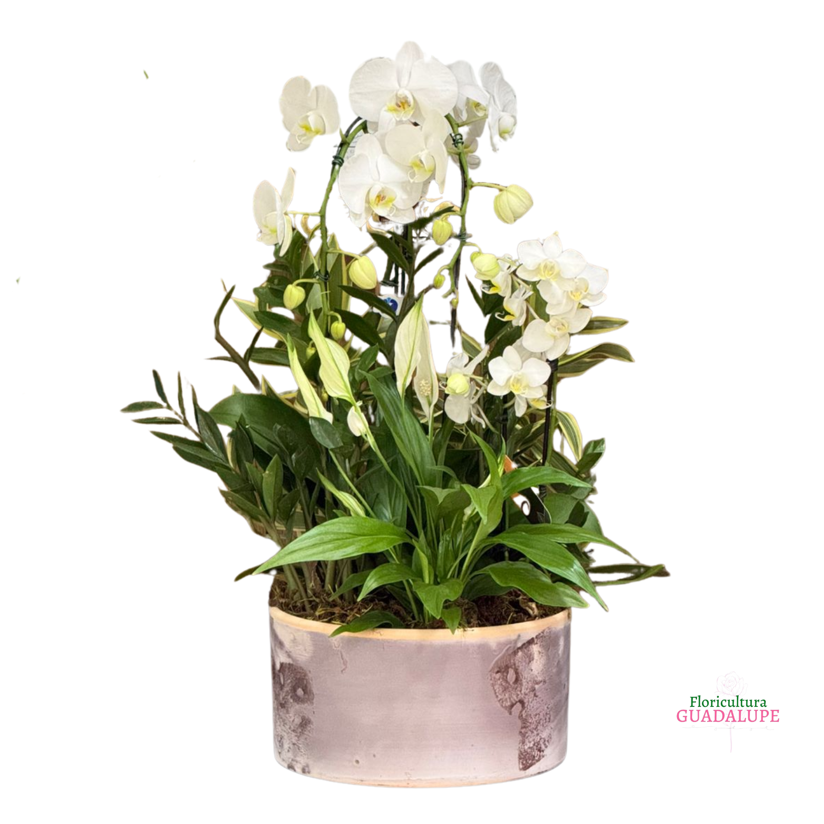 Arranjo de Orqu�dea - Gray Edition