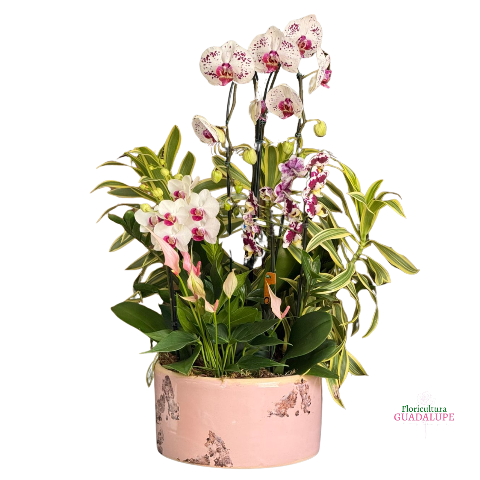 Arranjo de Orqu�dea - Ros� Edition