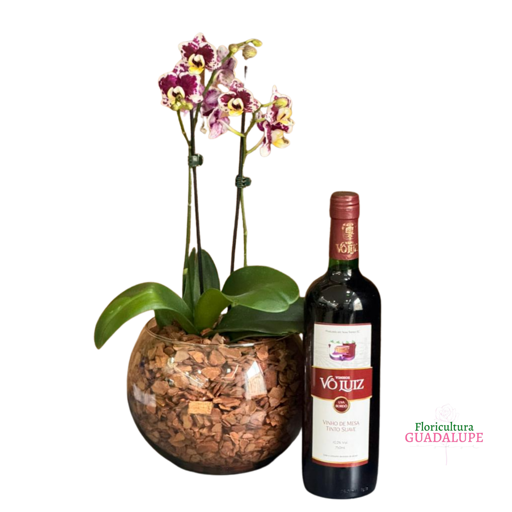 Kit Mini Orqu�dea em Vaso Aqu�rio - Basic