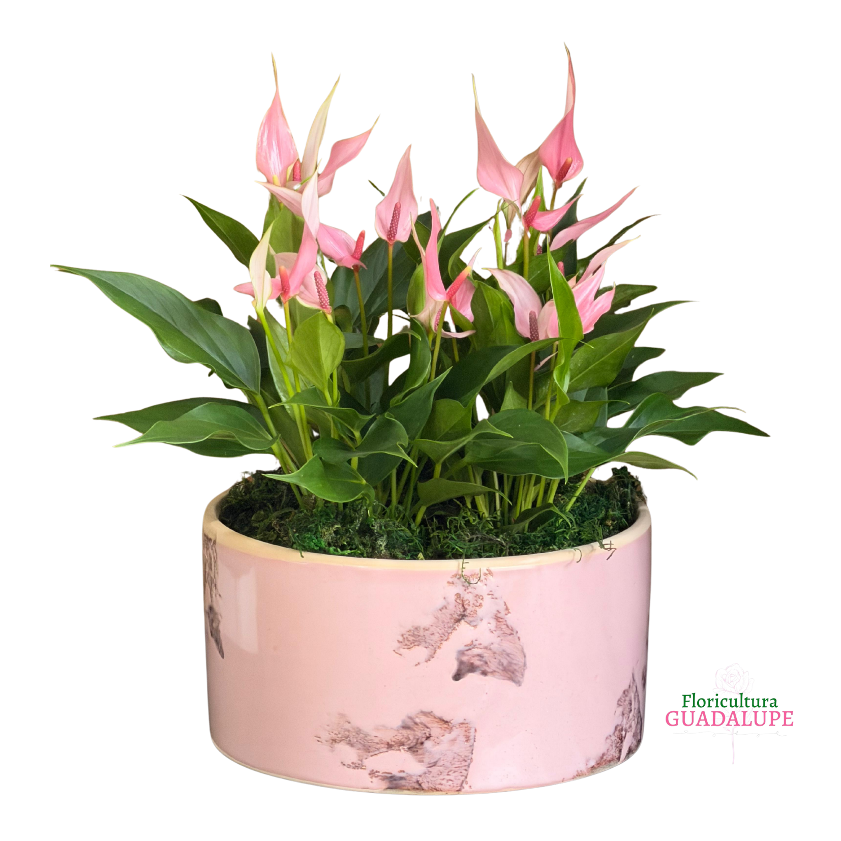 Arranjo de L�rios Cor de Rosa em Bacia