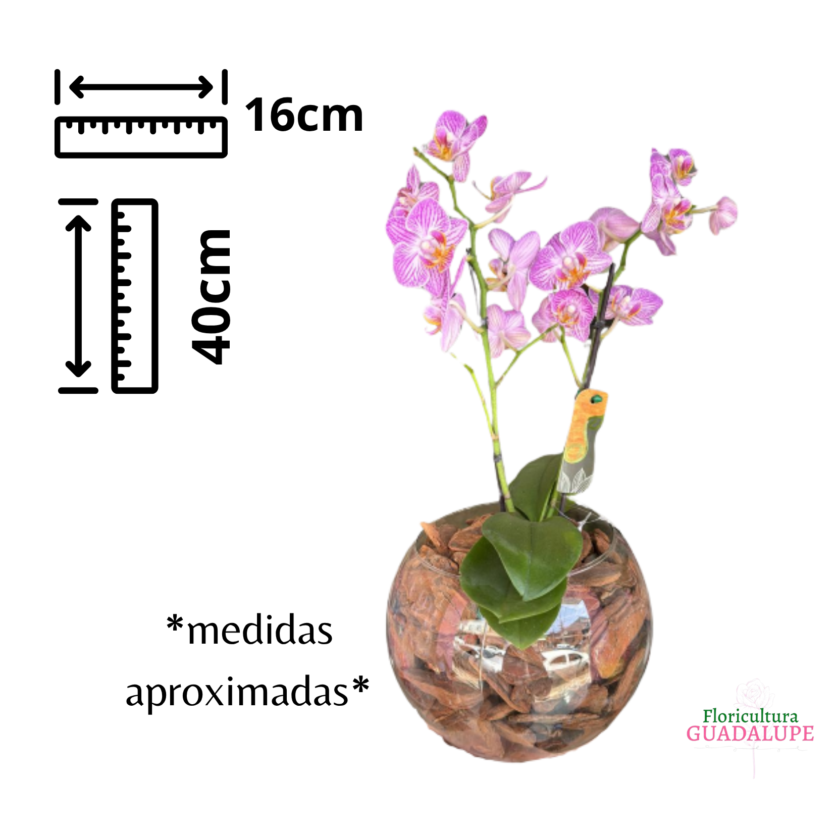 Mini Orqu�dea - Vaso Aqu�rio