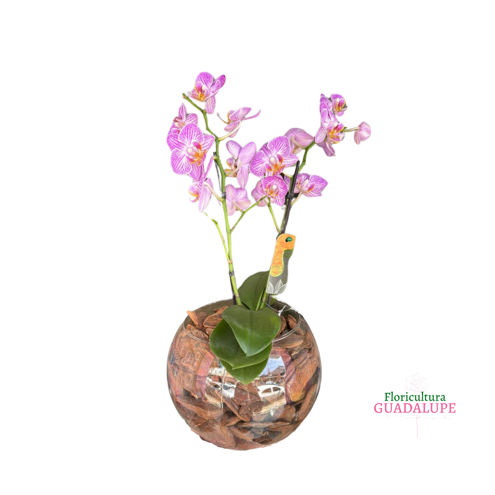 Mini Orqudea - Vaso Aqurio