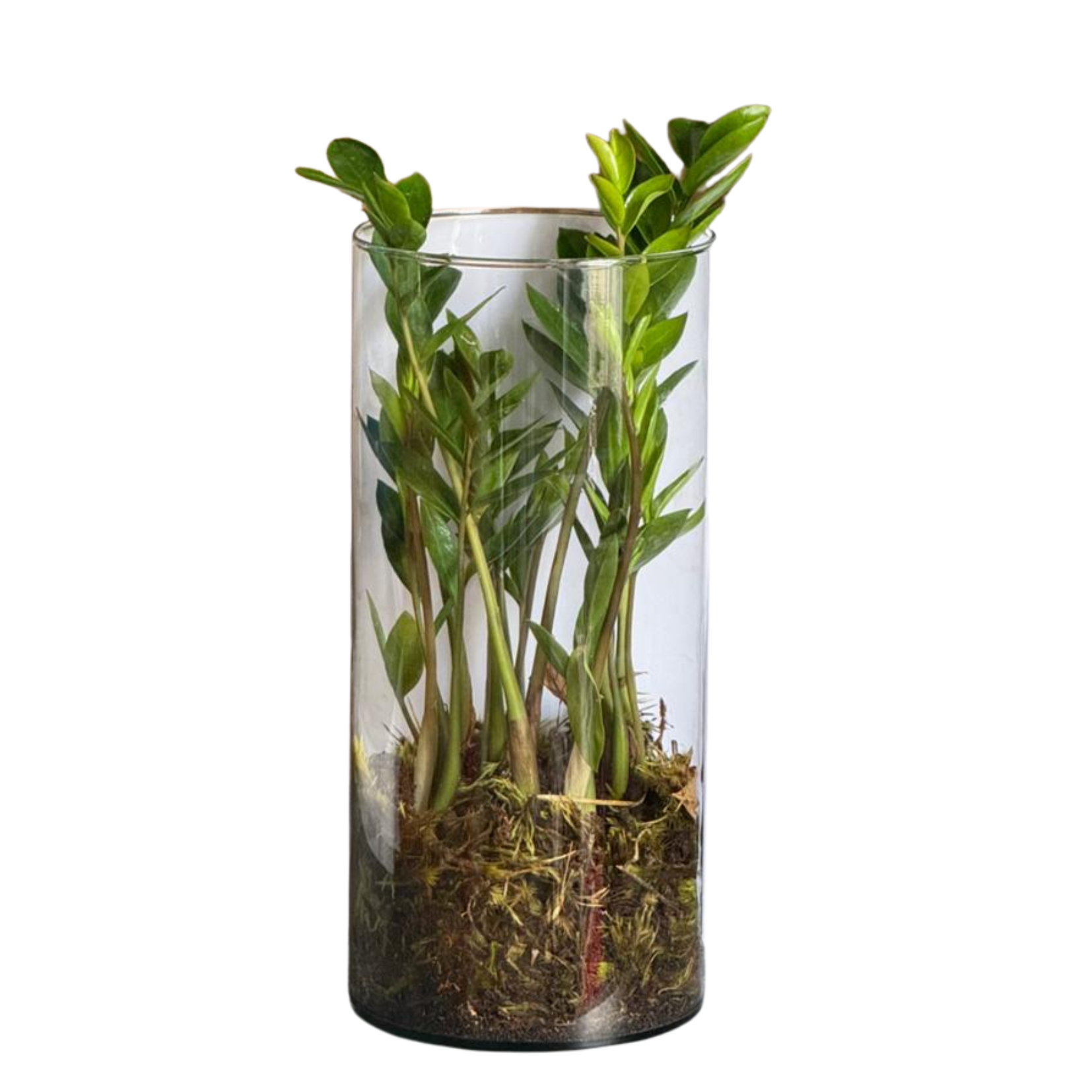Ver Todas Flores de Vaso